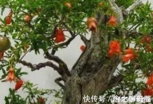 这三种植物最适合做“盆景”,高端上档次,有钱人的最爱