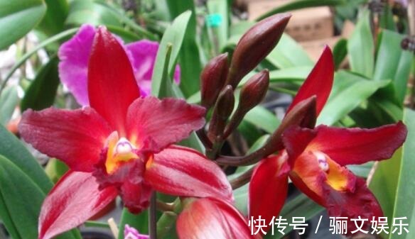 喜好兰花不妨养“它”,不但会“换色”还有巧克力香味,好闻极了