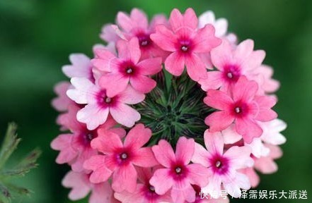 它,号称“花界美女”,比长寿花美,比菊花好养,花语和睦家庭