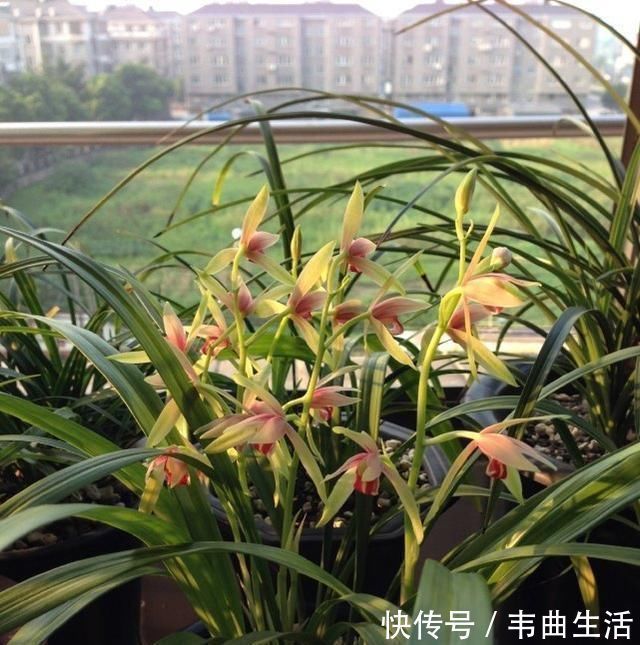 养兰花，浇水牢记3句话，兰花10年不烂根，越长越壮