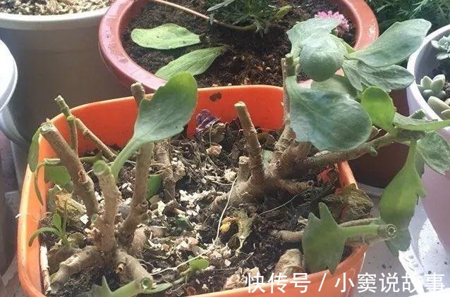 金枝玉叶不能长太高,越矮越值钱,一长高就砍!