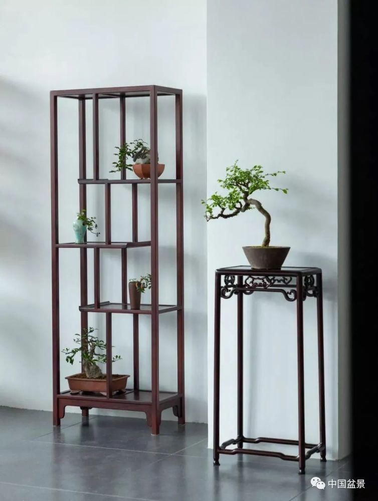 盆景,到底玩什么?