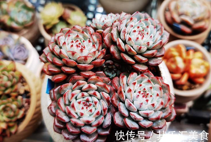 多肉浸盆有什么好处?忘在水里泡一晚上会不会挂掉?要怎么处理?