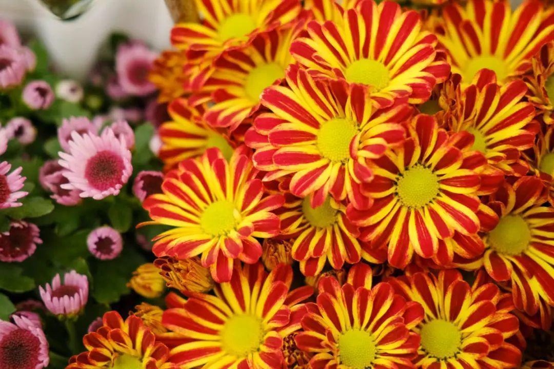 长寿花|9月后就养这些花,比绿萝好养,疯狂开花到明年!