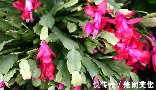 没人要的小东西,可是养花宝贝,捡一点掺盆里,全年不用施肥!