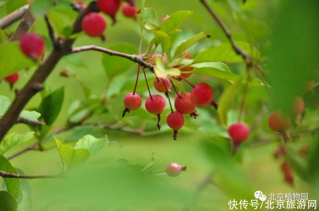 苹果|春华秋实，赏海棠红果正当时~