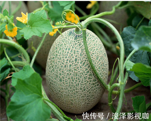 喜欢吃哈密瓜却不会购买教你3个挑选哈密瓜的小妙招，鲜甜多汁