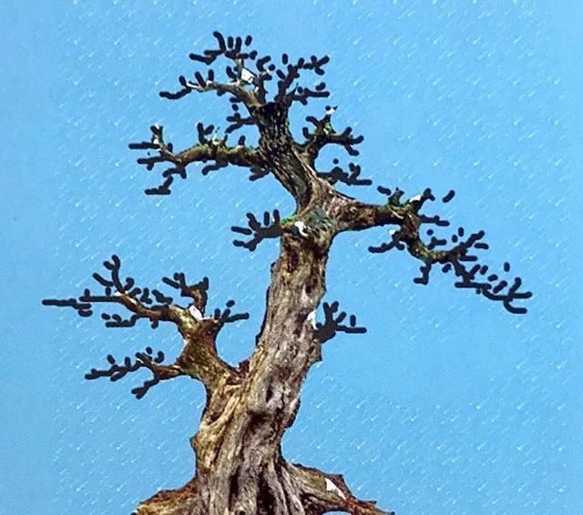 一盆九里香,阳台香飘飘,6款盆景造型玩法,哪一款受你青睐