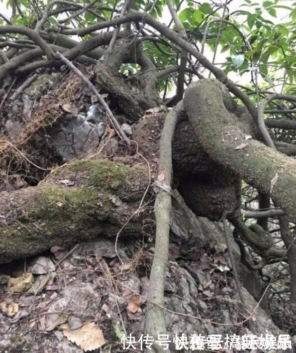 这东西，俗称“鸡血藤”，枝条红如鸡血，目前极其珍贵，遇见是福