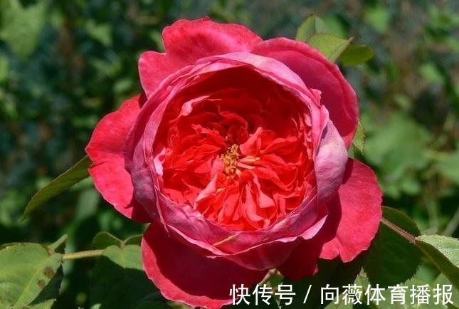 精品玫瑰“布里顿玫瑰”,红艳欲滴,高贵艳丽,你值得拥有!