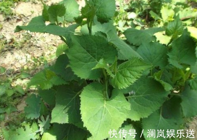 千金|你家地里若有“3种菜”,给千金也别换,关键时刻能救命