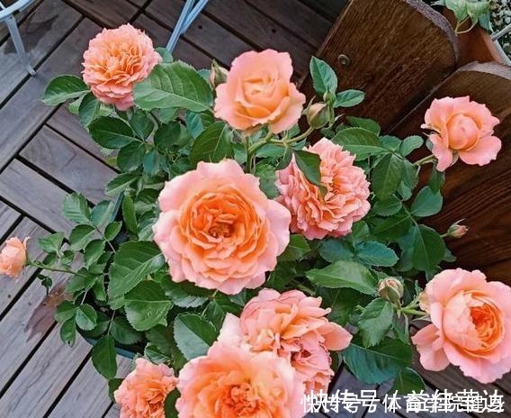 枝条|家里没有强光照,4种花不要养,根本长不好、不开花,纯属浪费钱!