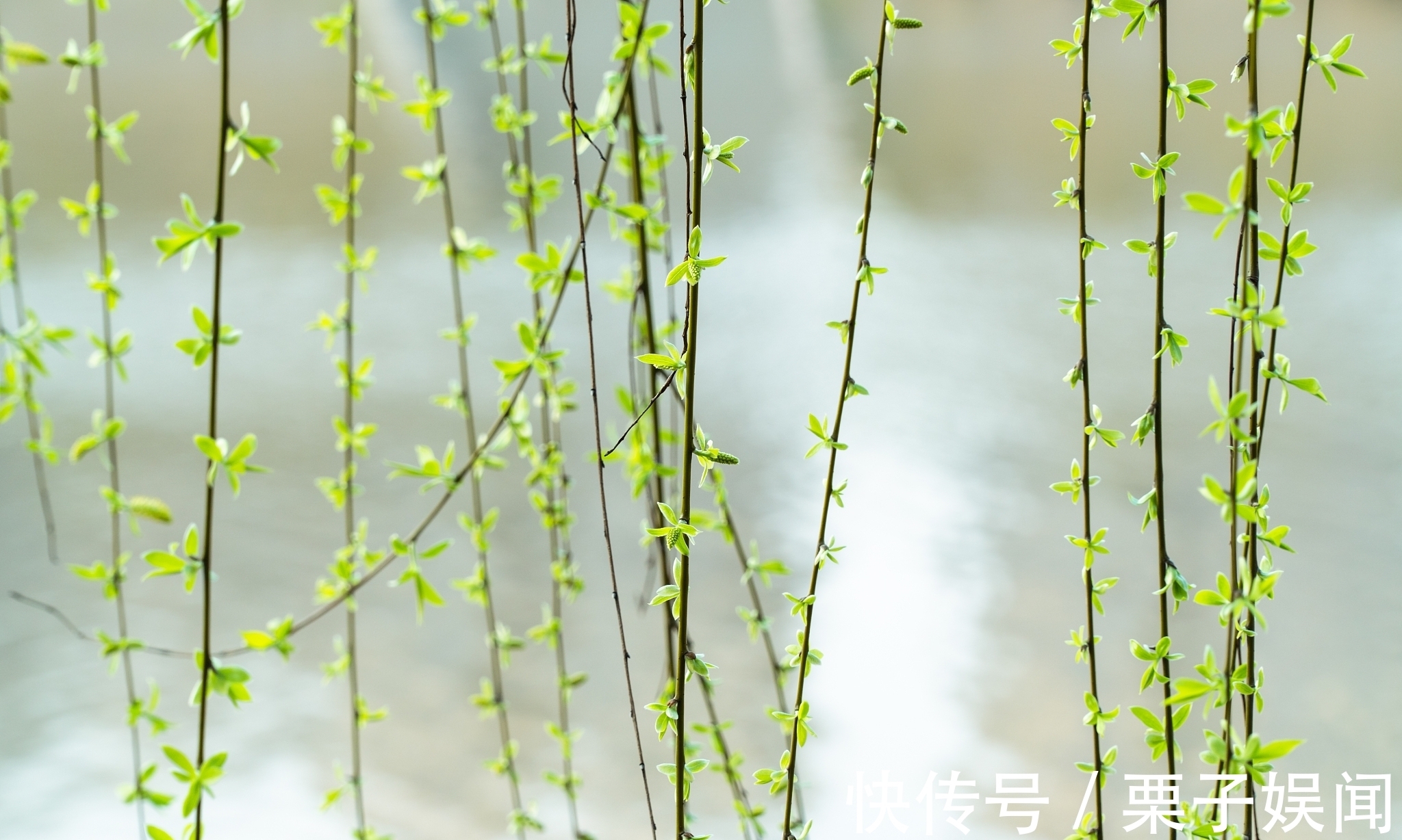 诗人@早春诗五首,您心仪哪一首?