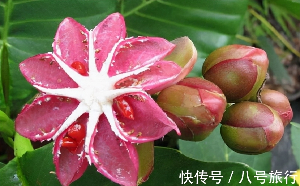 花卉|这“三种花”需要旱养,不能被雨淋,叶子也不能沾水,可别大意了