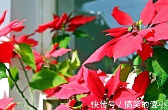 夹竹桃|5种有毒的花卉盆栽，如果家中养了，赶快处理，不要掉以轻心