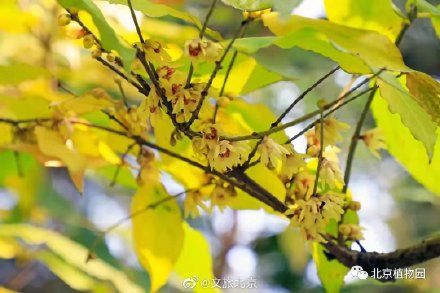 蜡梅|暗香浮动，北京植物园蜡梅初开