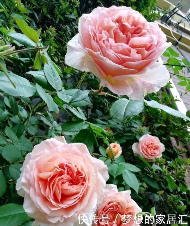 亚伯|此花风靡全世界,漂亮又芳香,多季开花,盆栽也可以,很值得栽培