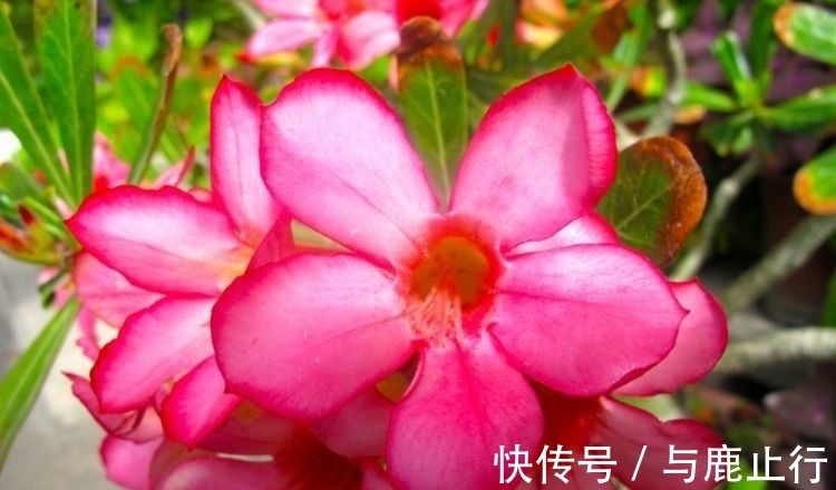 茉莉花叶|冬天也能养的漂亮花卉，沾点水就疯长，开花勤还爱爆盆