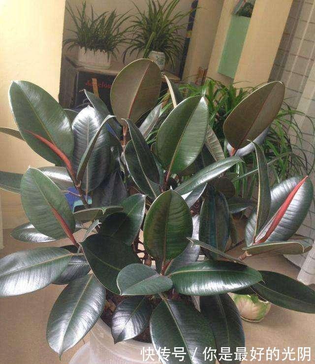 橡皮树“一枝冲天”咔嚓一刀，满枝新芽冒，变成“老树桩”