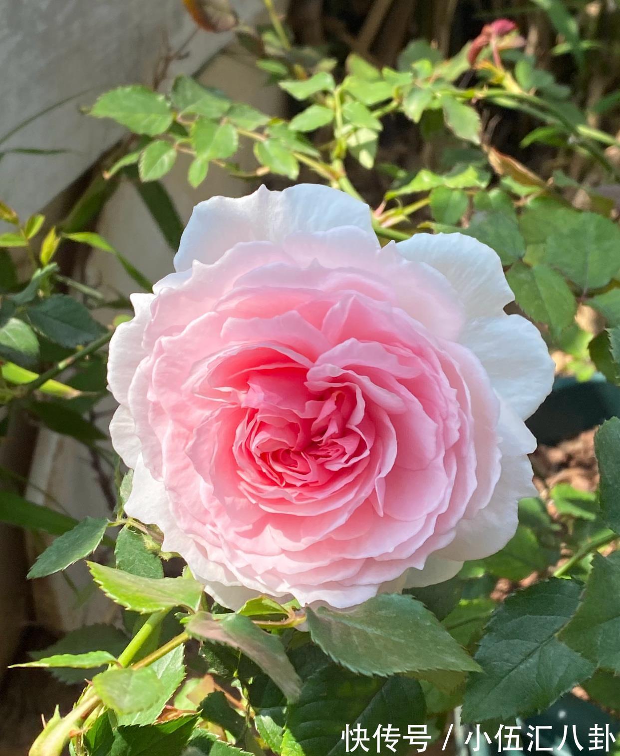 仙女|月季花界的“仙女”，又美又仙，浓香四溢，阳台也能养