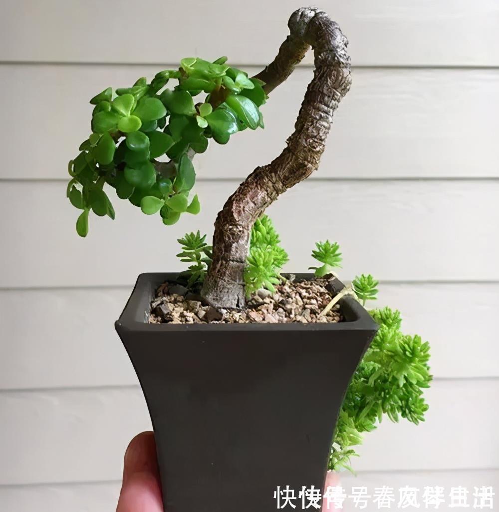 家里养棵树，经常修剪长势好，养成老桩盆景，价格翻几番