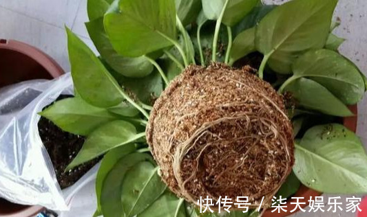 4种花爱“吃土”,1年不换盆,盆里全是根不见土,换盆才能长好