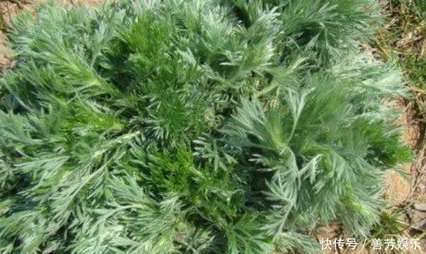 除蒲公英之外，这四种野菜也是抗癌良药，堪称女性“天然补品”