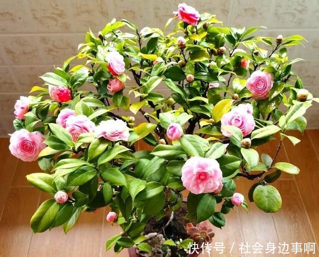 三四月是茶花的盛花季,别偷懒勤快些,枝繁叶茂,开花一茬茬!