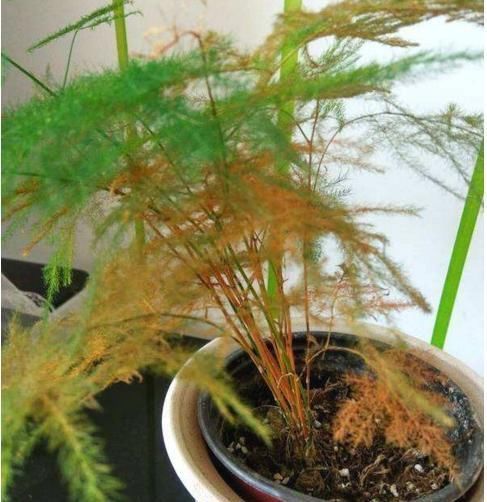 药片|还在用白糖养文竹?用1片药片代替,3年不黄叶!