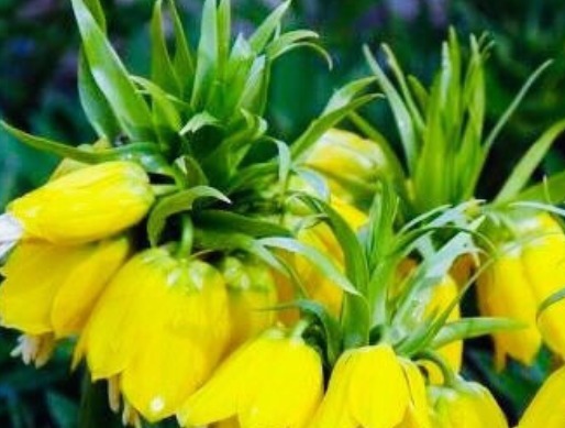 感冒|女性常吃“止咳花”，治疗感冒有奇效，嫩肤养颜，预防乳腺癌！