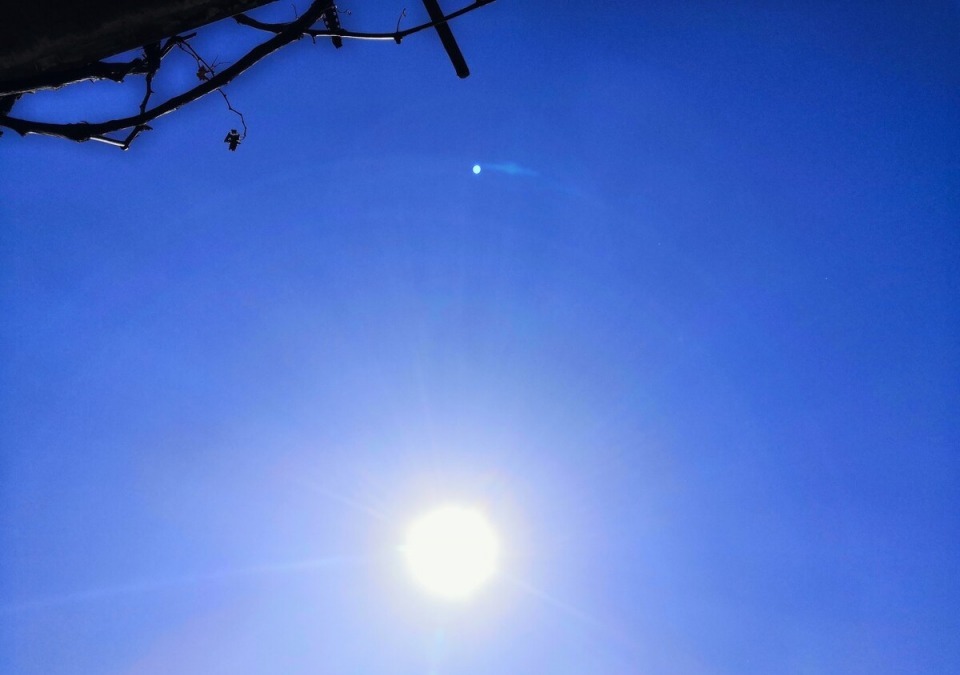 桑葚|四味“阴阳双补”的草药,当“零嘴”吃,守住体内阳气