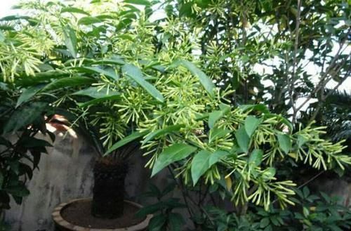 养花有讲究,有几种种花,不能在室内养,会影响健康