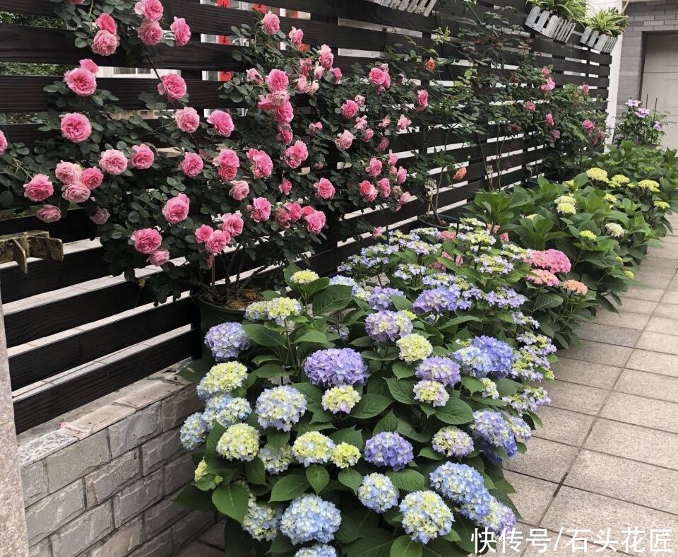 每年4月养绣球花，抓住5个要点，不出3周就是大花苞