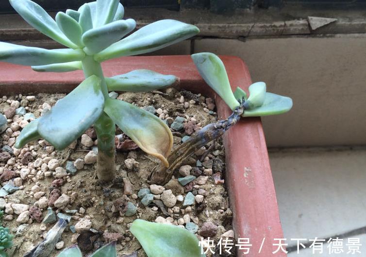盆栽|夏季盆栽多肉,叶子干瘪褶皱?内行人才知道原因不止是缺水