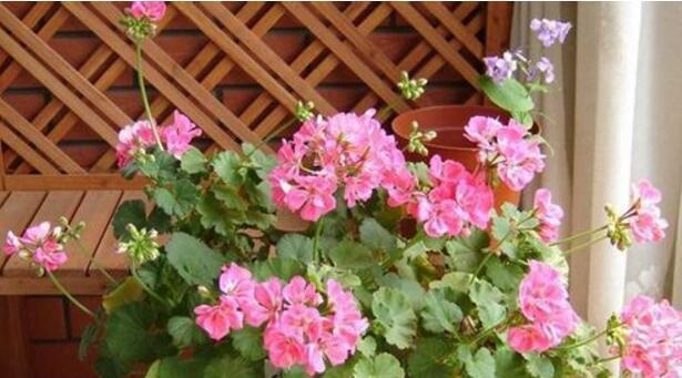 三角梅|懂花的人,喜欢此5种盆栽,“花比叶子多”,轻松养到爆盆