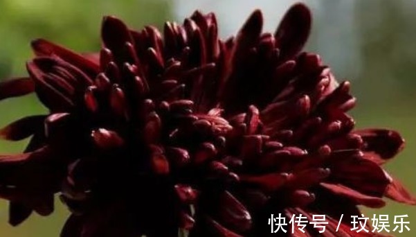 阳台|阳台养这5款花，花开比牡丹还美，浇点水就呼呼长，开花爆满盆！