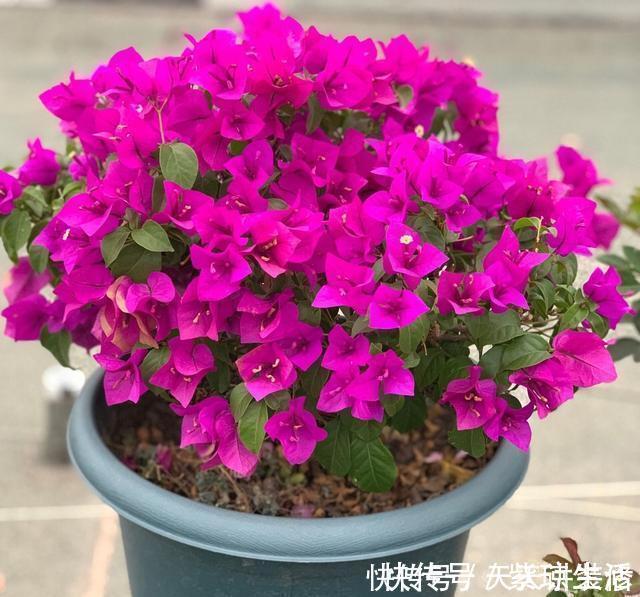 三角梅不耐冻,三个“小动作”,韧性足猛抽穗,绽放层叠群花