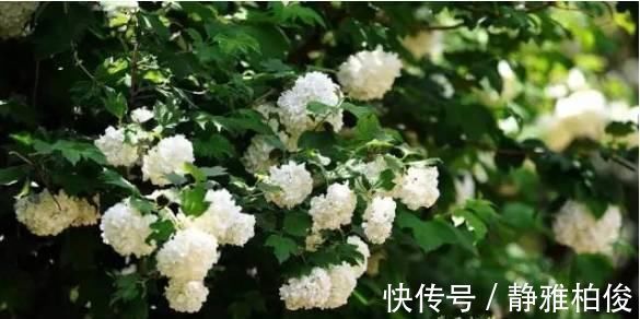 养护|这5种花种在家里一不小心就变成了花海