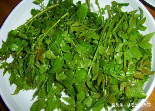 此树的叶子很多人没吃过,女性常吃,杀菌消毒,远离妇科疾病