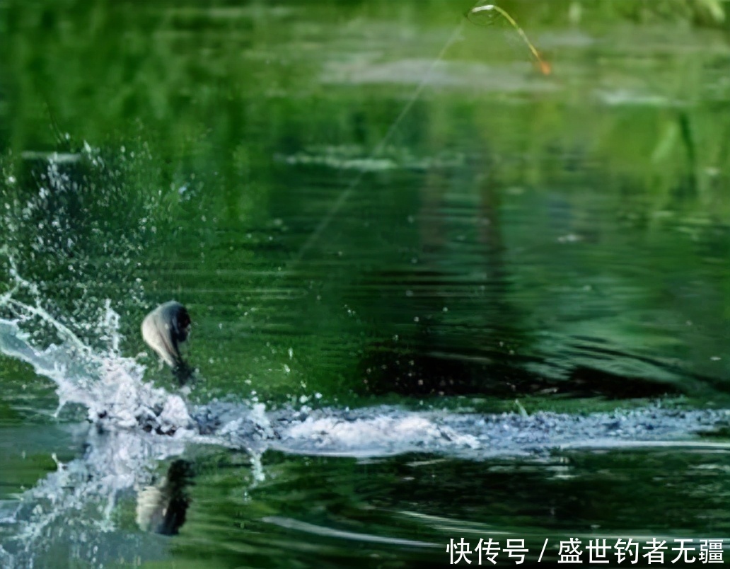 夏季钓鱼最关键之处!十年钓龄的大师都未必知——盛世三渔