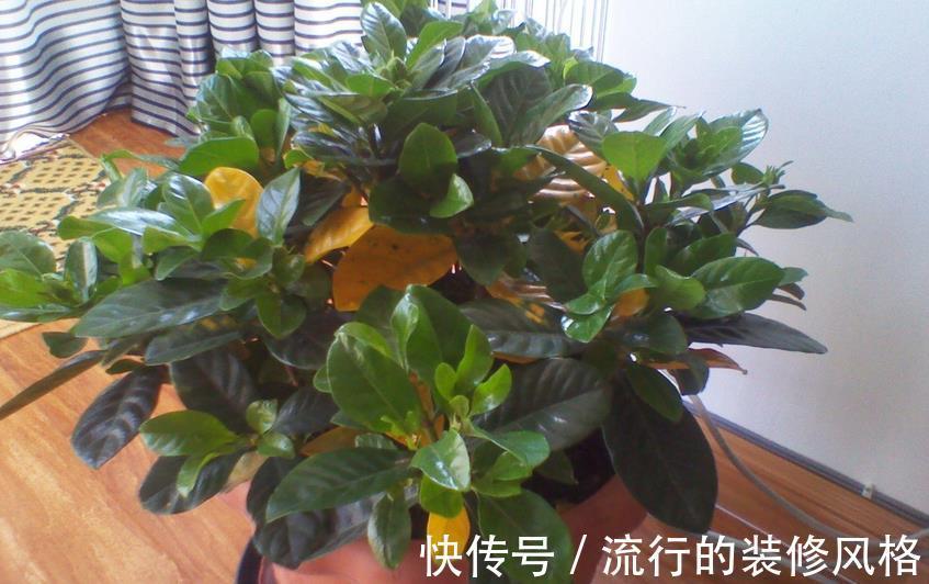 硫酸亚铁溶液|植物黄叶就用它调剂,当叶面肥、灌根,掌握住技巧贼好使