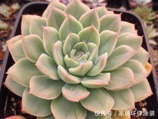 多肉植物|丑的没法看的多肉月亮仙子,立夏后清冷漂亮,还好没丢掉