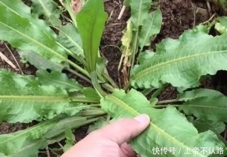 農(nóng)村|農(nóng)村一種“牛舌頭”野菜,不僅是個好食材,而且用途也很多!