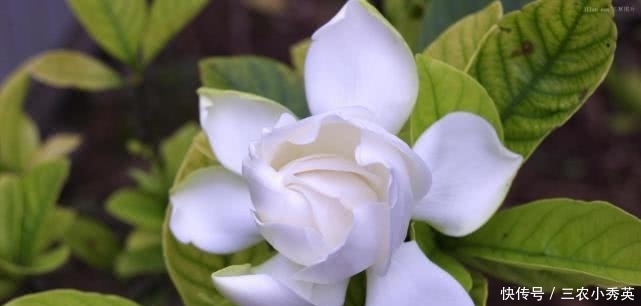 栀子花|栀子花养了好几年就是不开花, 做足这两点, 年年都爆盆