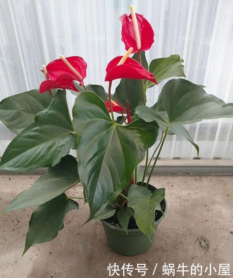 不同环境适合养的盆栽花卉,选合适自己的开花植物很重要