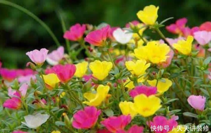 正月二十六,家里养上4种花,寓意财源滚滚来,你家有吗?