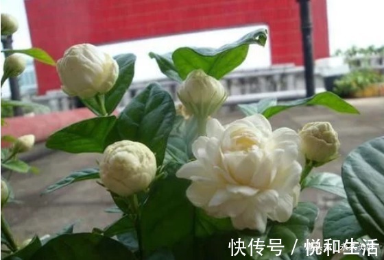 再见了绿萝！我国又一室内香花一夜走红，花开洁白，比桂花好闻