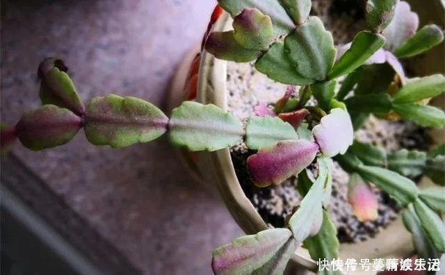 休眠期|蟹爪兰叶子“软塌塌”？教你做3步，嗖嗖冒新叶，入冬花朵爆盆