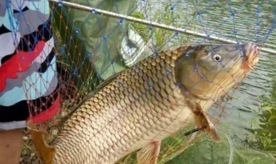 冬天还嫌鱼难钓?传授你3个绝技,上鱼又快又狠,不想爆护都难