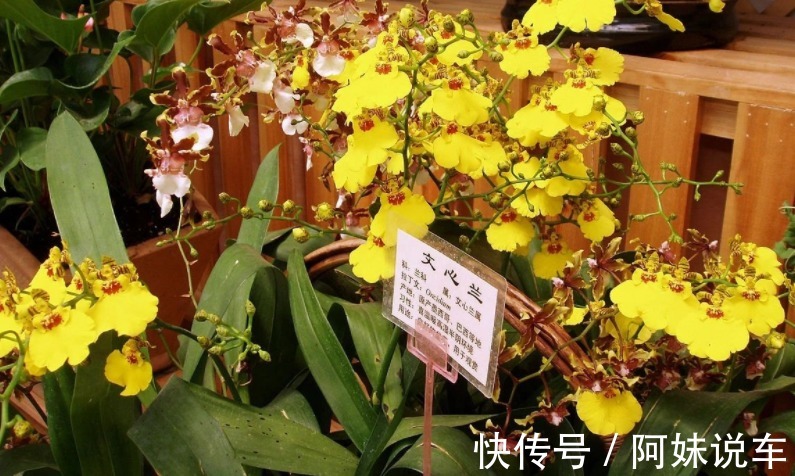 新手养兰花就养文心兰,寓意好、颜值高,盆栽要点仅有3个